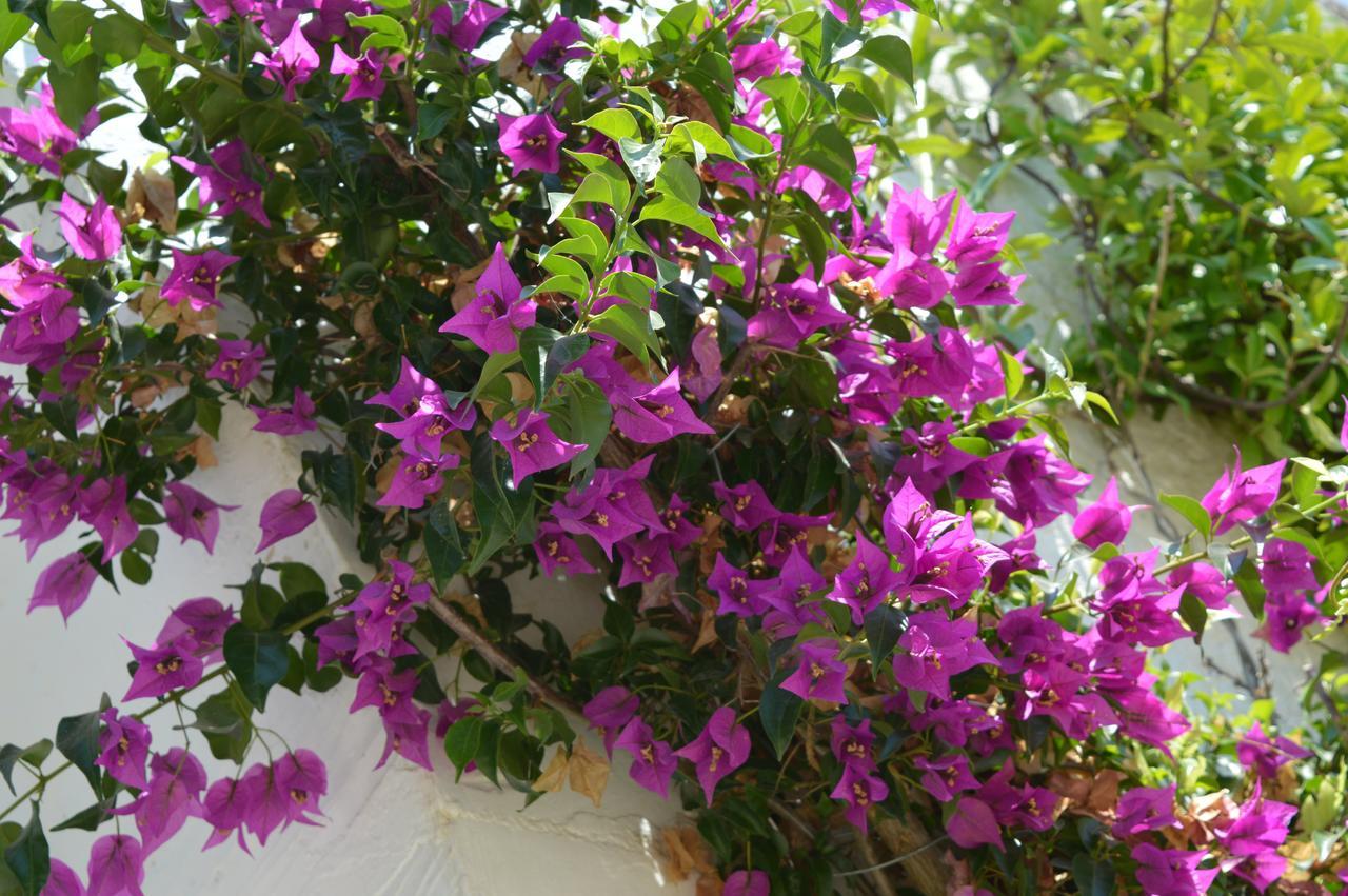 לינה וארוחת בוקר קרוביניו The Proud Garden מראה חיצוני תמונה