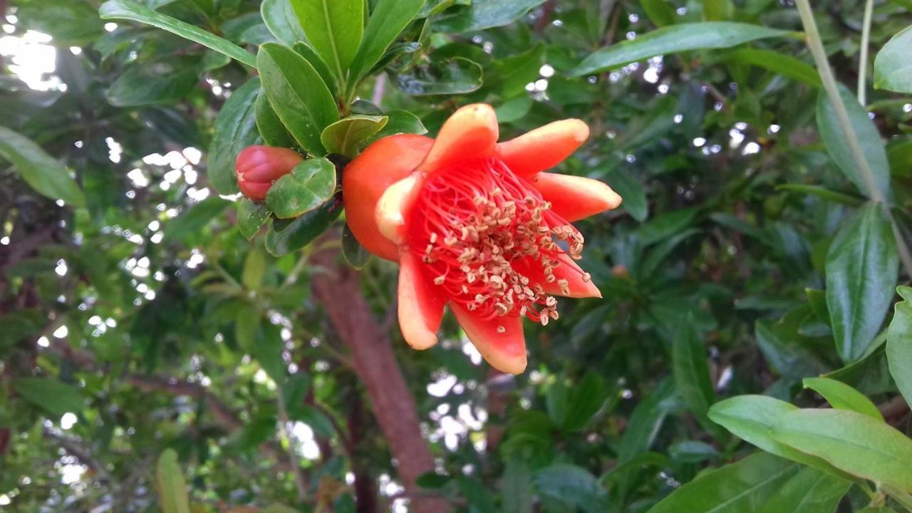 לינה וארוחת בוקר קרוביניו The Proud Garden מראה חיצוני תמונה